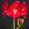 Amaryllis Candy Cream (Candy Queen) - Hippeastrum -Fleurs & Plantes Soldes Boutique Amaryllis Candy Cream Candy Queen Hippeastrum IF 17548 1