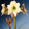 Amaryllis Lemon Cream - Hippeastrum -Fleurs & Plantes Soldes Boutique Amaryllis Lemon Cream Hippeastrum IF 175510 1