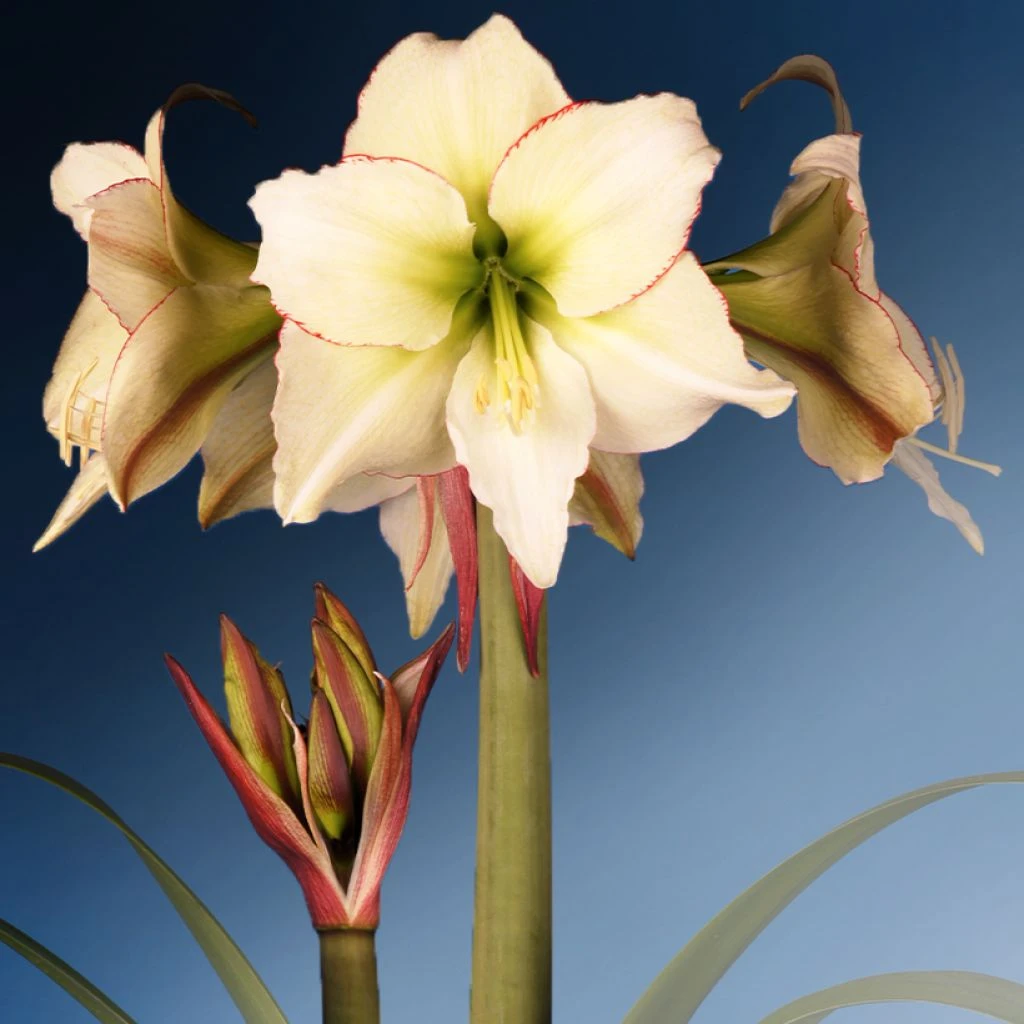 Amaryllis Lemon Cream - Hippeastrum 3 Amaryllis Lemon Cream - Hippeastrum