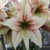 Amaryllis Magic Green 1 Amaryllis Magic Green -Fleurs & Plantes Soldes Boutique Amaryllis Magic Green 56614 1