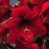 Amaryllis Rapido -Fleurs & Plantes Soldes Boutique Amaryllis Rapido 56972 1
