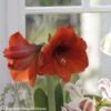Amaryllis Red Lion -Fleurs & Plantes Soldes Boutique Amaryllis Red Lion 82354 1