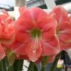Amaryllis Rosalie 2 Amaryllis Rosalie -Fleurs & Plantes Soldes Boutique Amaryllis Rosalie 82461 1