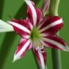Amaryllis Santiago 1 Amaryllis Santiago -Fleurs & Plantes Soldes Boutique Amaryllis Santiago 82352 1