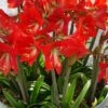 Amaryllis Pluriflore Striped Garden - Hippeastrum -Fleurs & Plantes Soldes Boutique Amaryllis Striped Garden copyright 15932 1