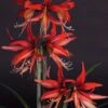 Amaryllis Sumatra - Hippeastrum Cybister 2 Amaryllis Sumatra - Hippeastrum Cybister -Fleurs & Plantes Soldes Boutique Amaryllis Sumatra Hippeastrum 15931 1