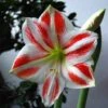 Amaryllis Clown -Fleurs & Plantes Soldes Boutique Amaryllis Sydney LD Ting Chen 56976 1