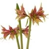 Amaryllis Cybister Mystica - Hippeastrum -Fleurs & Plantes Soldes Boutique Amaryllis cybister mystica hippeastrum copyright 15925 1 1