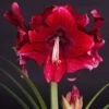 Amaryllis Daphne - Hippeastrum -Fleurs & Plantes Soldes Boutique Amaryllis daphne 15923 1