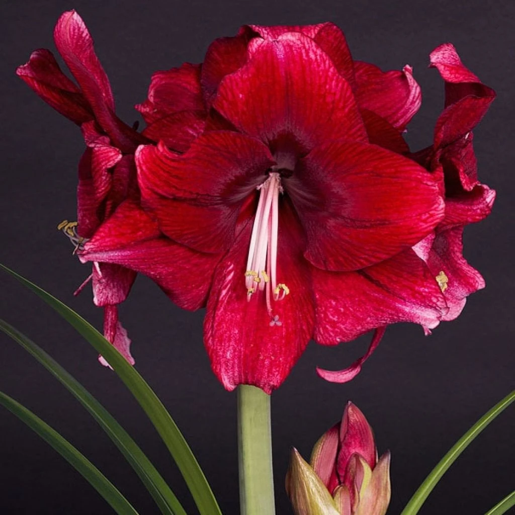 Amaryllis Daphne - Hippeastrum 3 Amaryllis Daphne - Hippeastrum