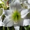 Amaryllis Pluriflore White Garden - Hippeastrum 2 Amaryllis Pluriflore White Garden - Hippeastrum -Fleurs & Plantes Soldes Boutique Amaryllis pluriflore White Garden Hippeastrum 15933 1