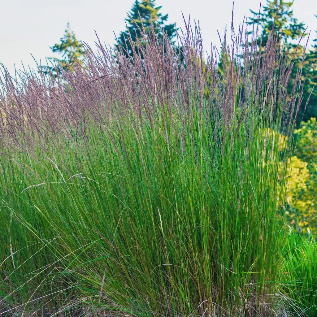 Apodasmia Similis - Restio 3 Apodasmia Similis - Restio