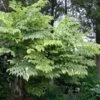Aralia Elata Golden Umbrella - Angélique En Arbre -Fleurs & Plantes Soldes Boutique Aralia elata Aureovariegata 81414 1