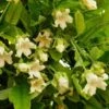 Araujia Sericifera Alba - Plante Cruelle -Fleurs & Plantes Soldes Boutique Araujia sericofera Alba 681440 1