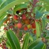Arbutus Andrachne - Arbousier De Chypre 1 Arbutus Andrachne - Arbousier De Chypre -Fleurs & Plantes Soldes Boutique Arbutus andrachne 83945 1