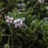 Arctostaphylos Uva-ursi - Raisin D'ours -Fleurs & Plantes Soldes Boutique Arctostaphylos uva 83946 1
