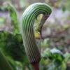 Arisaema Galeatum - Plante Cobra -Fleurs & Plantes Soldes Boutique Arisaema galeatum 4180 1