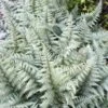 Athyrium Ghost - Fougère Femelle Hybride -Fleurs & Plantes Soldes Boutique Athyrium Ghost Fougere femelle hybride IF 17123 1