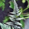 Athyrium Niponicum Pictum Metallicum - Fougère Femelle Japonaise 2 Athyrium Niponicum Pictum Metallicum - Fougère Femelle Japonaise -Fleurs & Plantes Soldes Boutique Athyrium niponicum pictum Metallicum Fougere femelle japonaise 16532 1