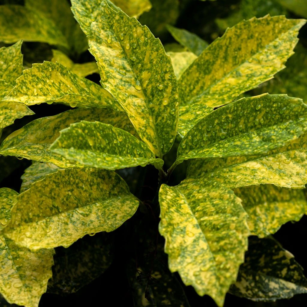 Aucuba Japonica Golden King - Laurier Du Japon Panaché 3 Aucuba Japonica Golden King - Laurier Du Japon Panaché