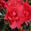 Azalée Hybride ENCORE® Autumn Creach -Fleurs & Plantes Soldes Boutique Azalea Encore Autumn Creach 88764 1