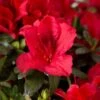 Azalée Hybride ENCORE Autumn Fire -Fleurs & Plantes Soldes Boutique Azalea Encore Autumn Fire 88765 1