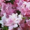 Azalée Hybride ENCORE® Debutante -Fleurs & Plantes Soldes Boutique Azalea Encore Debutante 88769 1