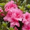 Azalée Hybride ENCORE® Empress -Fleurs & Plantes Soldes Boutique Azalea Encore Empress 88771 1