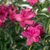 Azalée Hybride ENCORE® Jewel 2 Azalée Hybride ENCORE® Jewel -Fleurs & Plantes Soldes Boutique Azalea Encore Jewel 88773 1