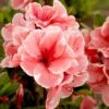 Azalée Hybride ENCORE® Sunburst -Fleurs & Plantes Soldes Boutique Azalea Encore Sunburst 88778 1