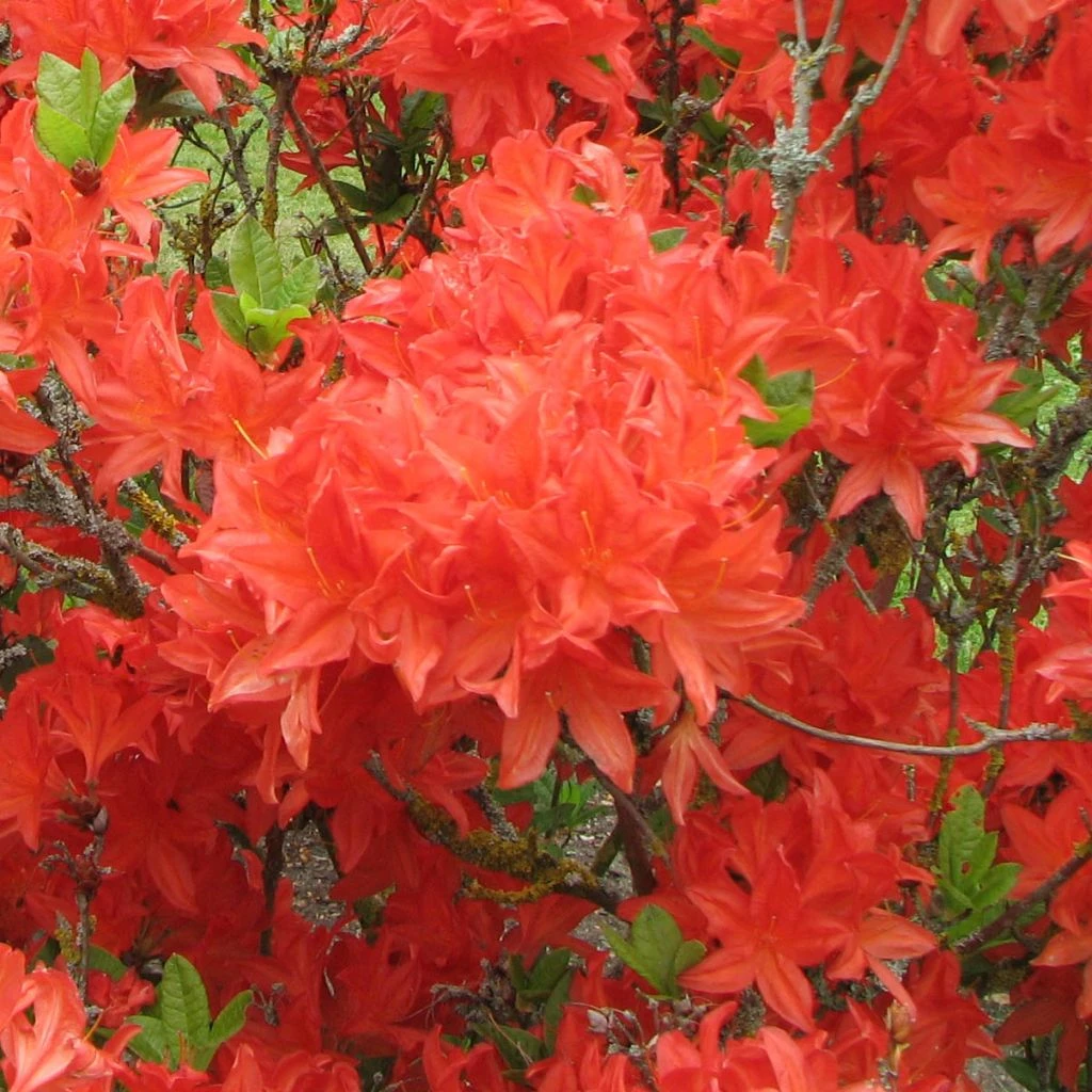 Azalée De Chine Koster's Brilliant Red - Azalea Mollis 3 Azalée De Chine Koster's Brilliant Red - Azalea Mollis