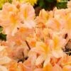 Azalée De Chine Demoiselles De Boutiguery Nella - Rhododendron Hybride 2 Azalée De Chine Demoiselles De Boutiguery Nella - Rhododendron Hybride -Fleurs & Plantes Soldes Boutique Azalee de Chine Demoiselles de Boutiguery Nella Rhododendron hybride IF 18442 1