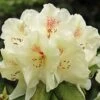Azalée De Chine Harvest Moon - Azalea Mollis -Fleurs & Plantes Soldes Boutique Azalee de Chine Harvest Moon 84816 1
