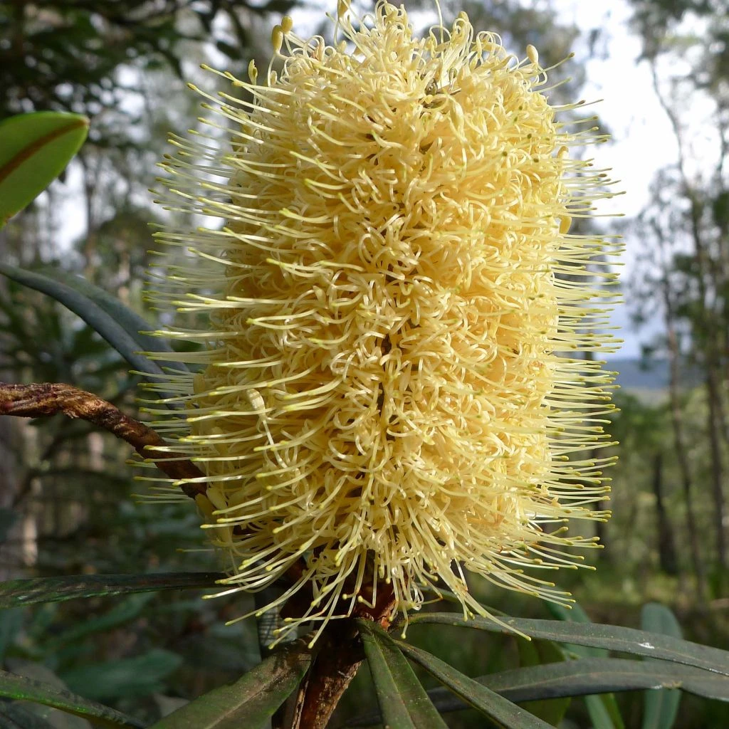 Banksia Integrifolia - Banksia Côtier 3 Banksia Integrifolia - Banksia Côtier
