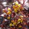 Berberis Thunderbolt® - Epine-vinette -Fleurs & Plantes Soldes Boutique Berberis Thunderbolt 85469 1