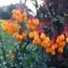 Berberis Lologensis Apricot Queen - Epine-vinette. 1 Berberis Lologensis Apricot Queen - Epine-vinette. -Fleurs & Plantes Soldes Boutique Berberis lologensis Apricot Queen 83956 1