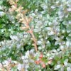Berberis Media Red Jewel - Epine-vinette -Fleurs & Plantes Soldes Boutique Berberis media Red Jewel 781561 2