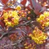 Berberis Ottawensis Superba - Epine-vinette -Fleurs & Plantes Soldes Boutique Berberis ottawensis Superba 83958 1
