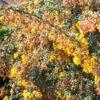 Berberis Stenophylla Corallina Compacta -Fleurs & Plantes Soldes Boutique Berberis stenophylla Corallina Compacta 84617 1