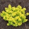Berberis Thunbergii Bonanza Gold - Épine-vinette De Thunberg 2 Berberis Thunbergii Bonanza Gold - Épine-vinette De Thunberg -Fleurs & Plantes Soldes Boutique Berberis thunbergii Bonanza Gold 100395 1