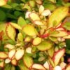 Berberis Thunbergii Limoncello - Epine-vinette -Fleurs & Plantes Soldes Boutique Berberis thunbergii Limoncello 87377 1