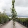 Betula Pendula Fastigiata - Bouleau Fastigié -Fleurs & Plantes Soldes Boutique Betula pendula Fastigiata 83968 1