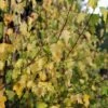 Betula Pendula Golden Cloud - Bouleau Blanc 2 Betula Pendula Golden Cloud - Bouleau Blanc -Fleurs & Plantes Soldes Boutique Betula pendula Golden Cloud 100404 1