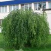 Bouleau Pleureur Youngii - Betula Pendula -Fleurs & Plantes Soldes Boutique Betula pendula Youngii 83970 1