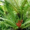 Blechnum Brasiliense Volcano -Fleurs & Plantes Soldes Boutique Blechnum brasiliense Volcano 89864 1