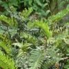 Blechnum Chilense -Fleurs & Plantes Soldes Boutique Blechnum chilense 89866 1