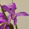 Bletilla Striata Soryu Blue Dragon - Orchidée Jacinthe Bleue 1 Bletilla Striata Soryu Blue Dragon - Orchidée Jacinthe Bleue -Fleurs & Plantes Soldes Boutique Bletilla striata Soryu V 5034 1