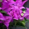 Bougainvillier Violet De Mèze 1 Bougainvillier Violet De Mèze -Fleurs & Plantes Soldes Boutique Bougainvillea spectoglabra Violet de meze 83235 1