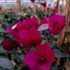 Bougainvillier Spectabilis Pourpre Violacé -Fleurs & Plantes Soldes Boutique Bougainvillee spectabilis Pourpre 87008 1
