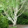 Bouleau Blanc De L'Himalaya - Betula Utilis Var. Jacquemontii 'Doorenbos' -Fleurs & Plantes Soldes Boutique Bouleau blanc de lHimalaya 0533003 1